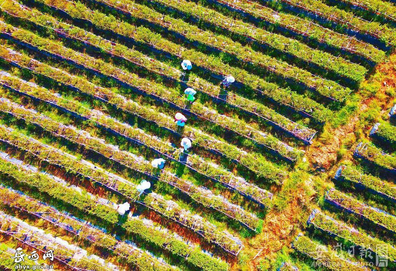 菖蒲撞钟:发展菊花产业,助力乡村振兴