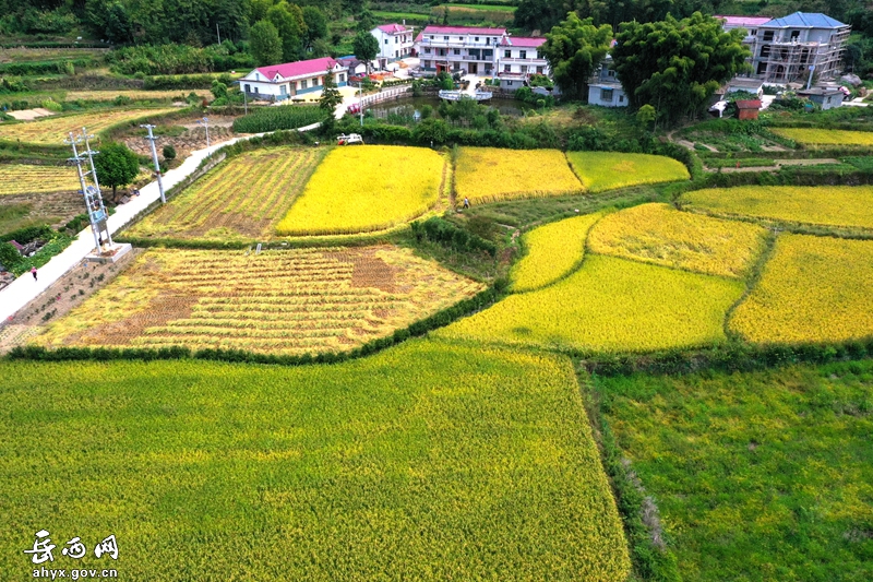 金秋九月,稻谷飘香