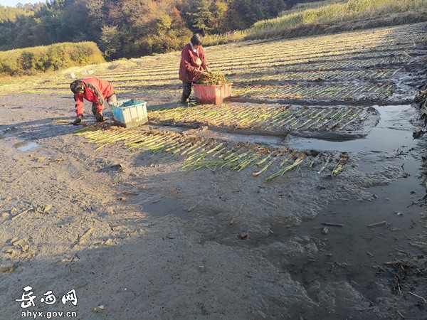姚河马石:金秋十月育苗忙 来年茭白效益增